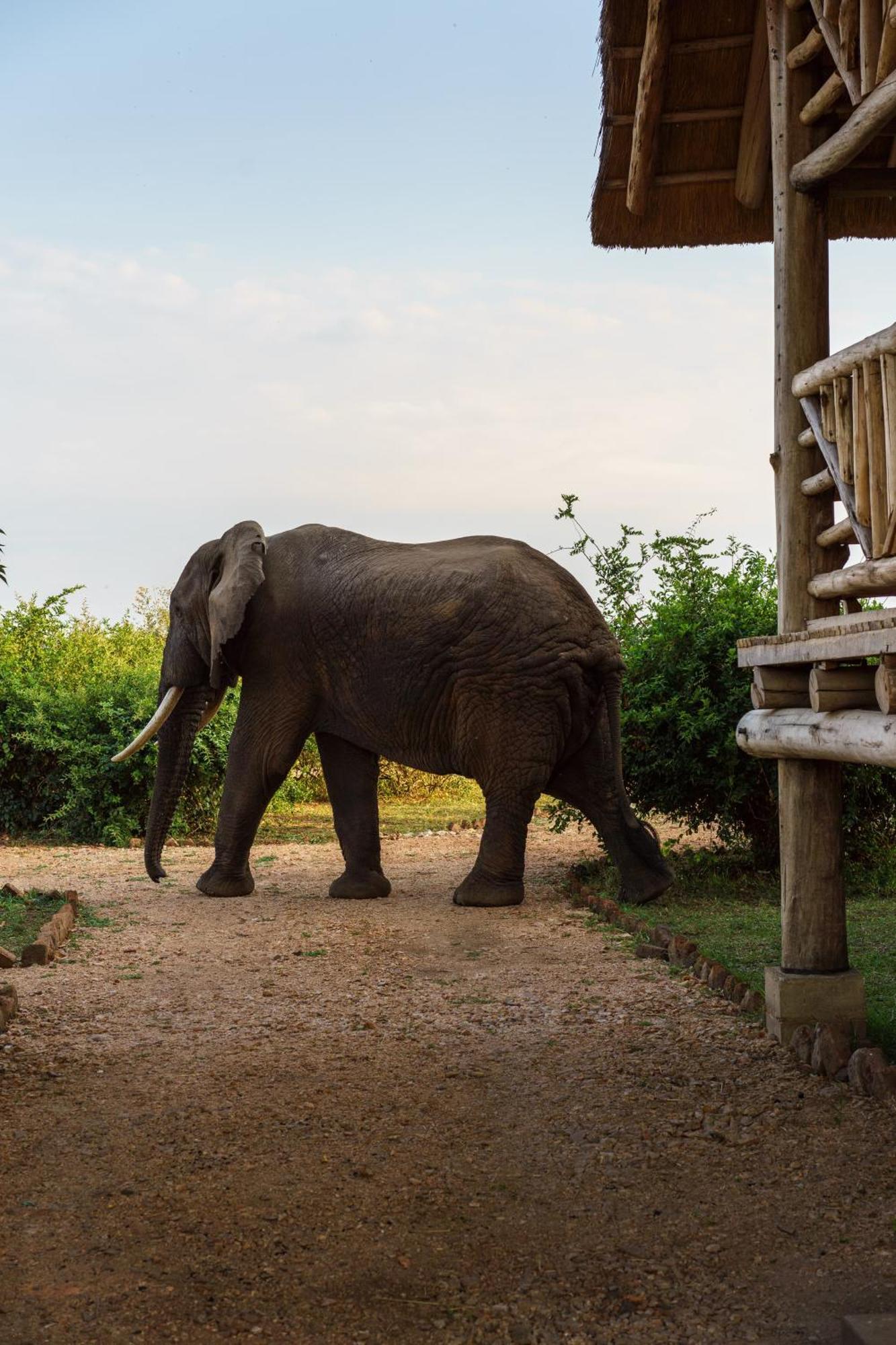 Tabingi Safari Cottages Katunguru ภายนอก รูปภาพ