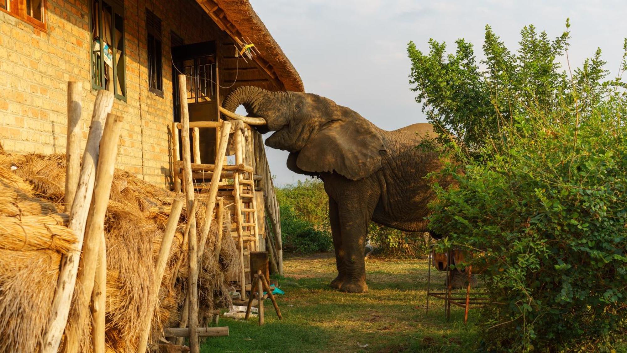 Tabingi Safari Cottages Katunguru ภายนอก รูปภาพ