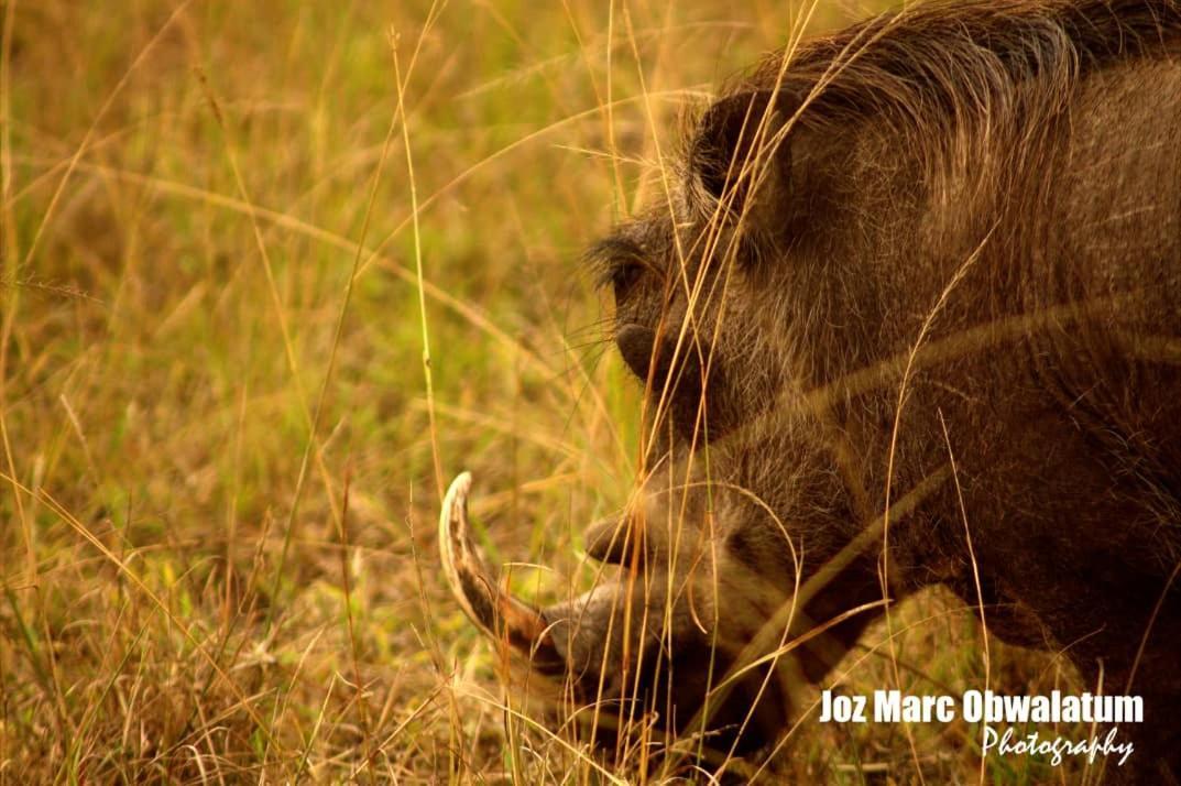 Tabingi Safari Cottages Katunguru ภายนอก รูปภาพ