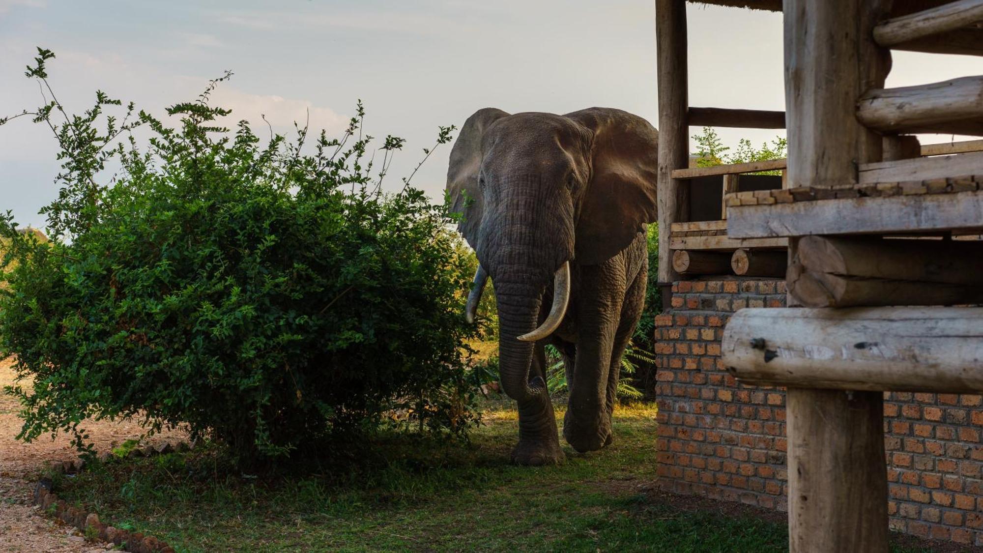 Tabingi Safari Cottages Katunguru ภายนอก รูปภาพ