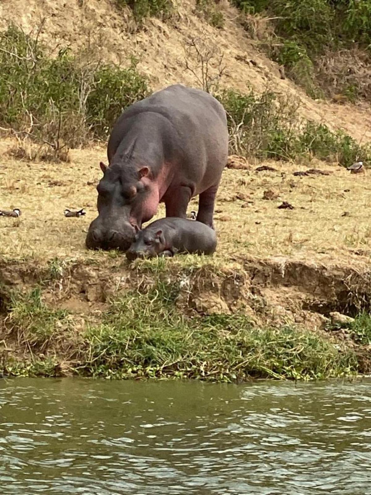 Tabingi Safari Cottages Katunguru ภายนอก รูปภาพ